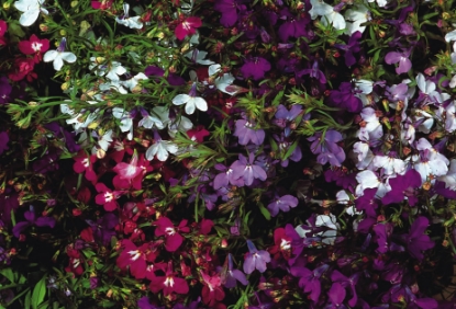 Picture of Lobelia - String Of Pearls Mixed